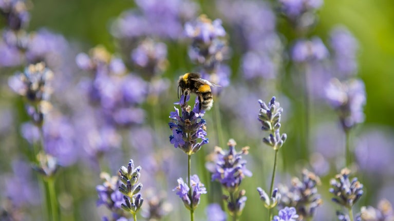 Bumble bee on flowers at Hidcote, Gloucestershire